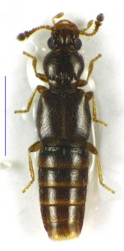 Réf. 206 278 : Edaphus lederi